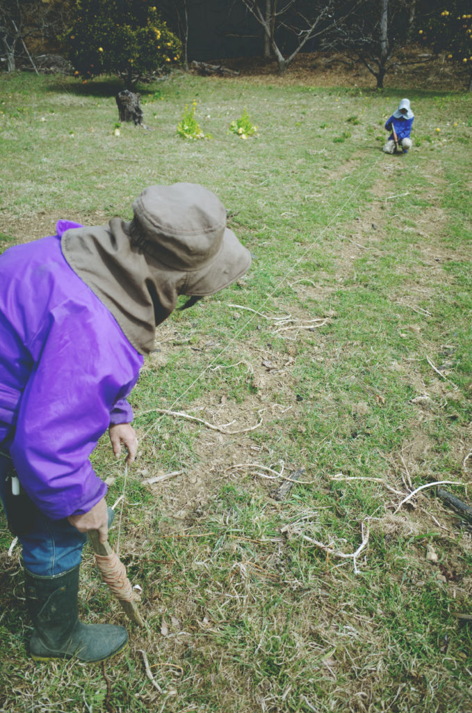 ロープをつかって真っ直ぐにジャガイモを植え付ける