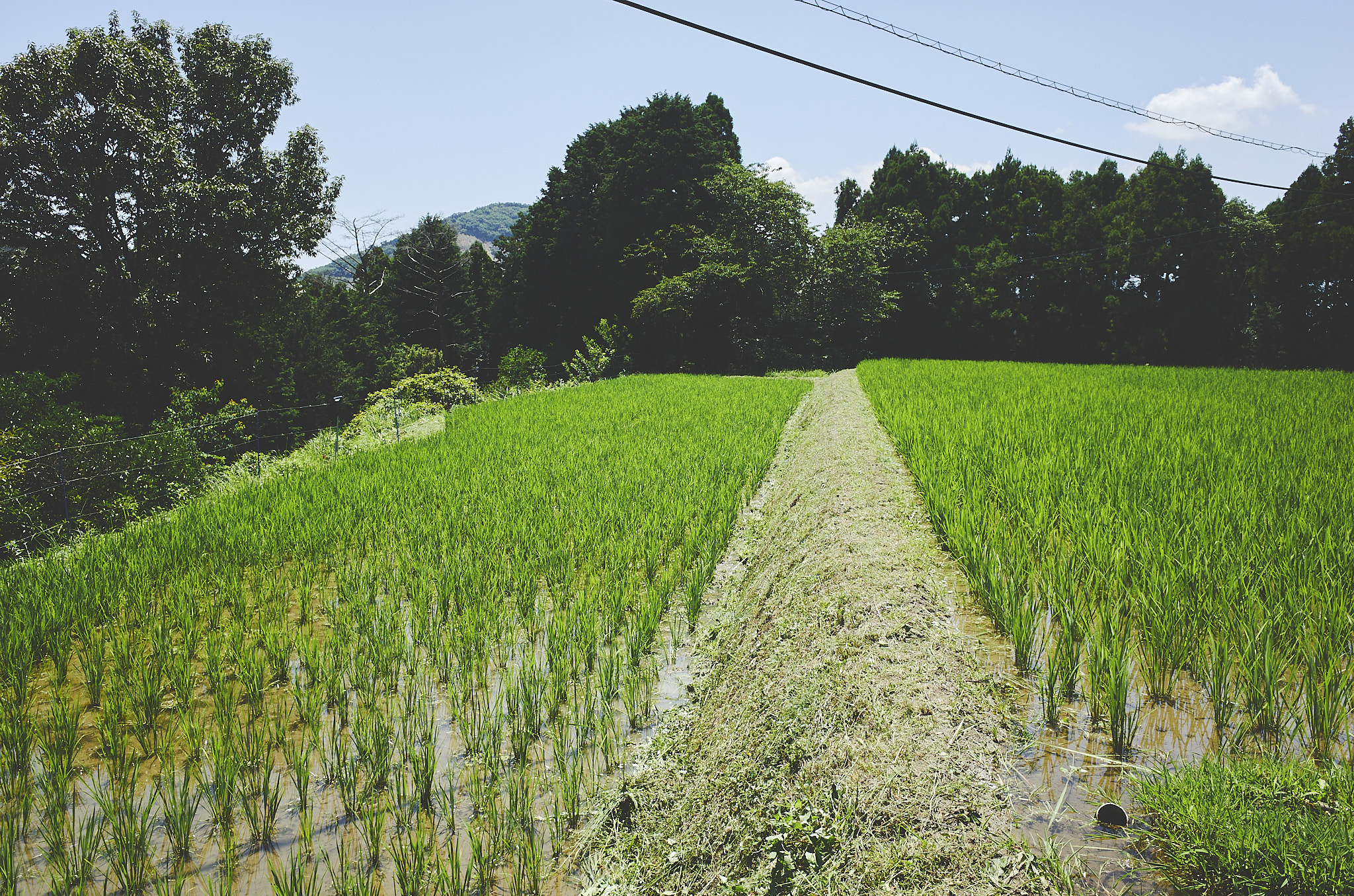 福津農園 Day112 田んぼの畦草刈り、田んぼの草取り。