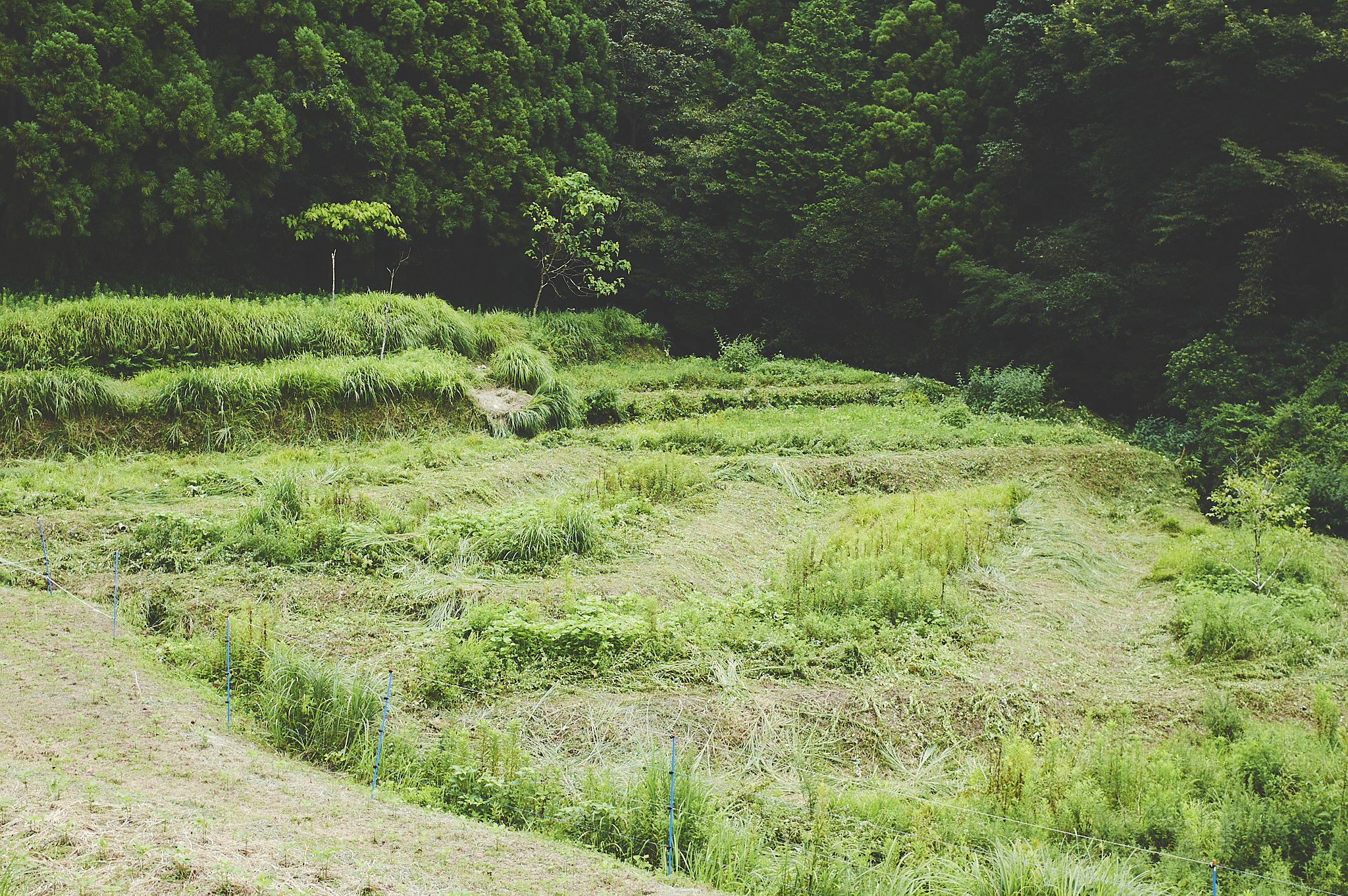 福津農園 day121 山田の草刈り。