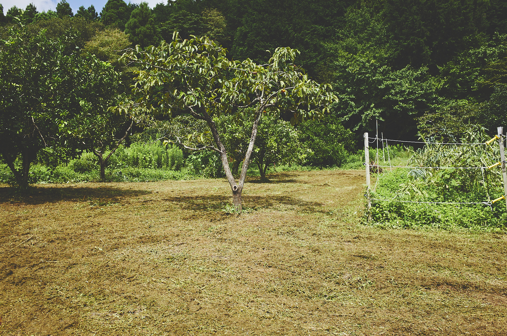福津農園 Day164 ハンマーナイフで草を刈る、キャベツ、ブロッコリーの仮り植