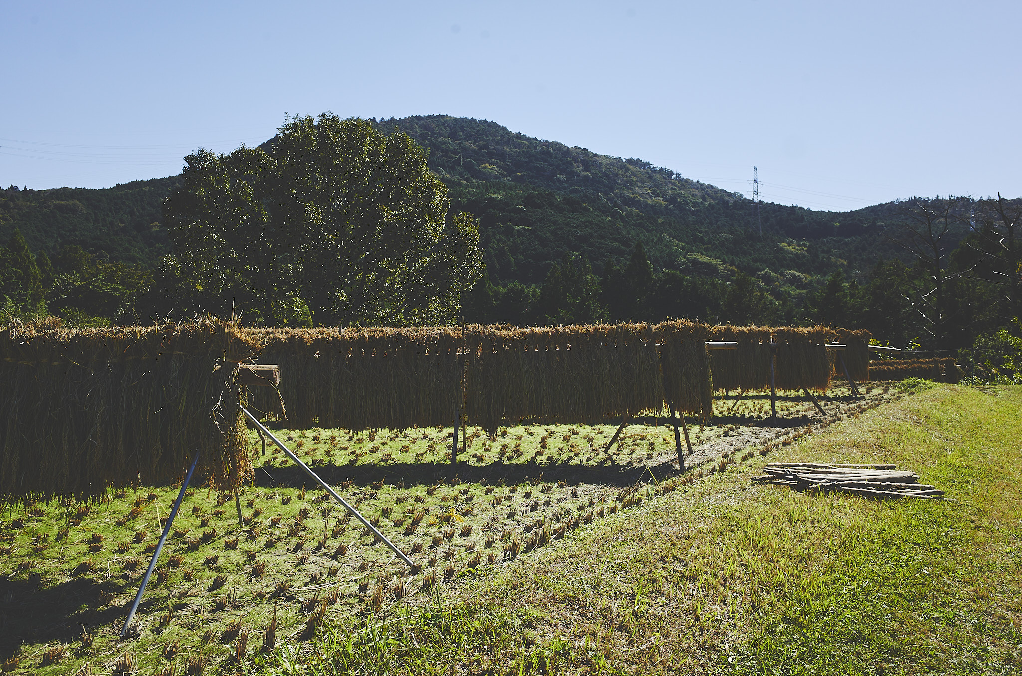 福津農園 Day189 最後の稲刈り、稲架掛け。収穫