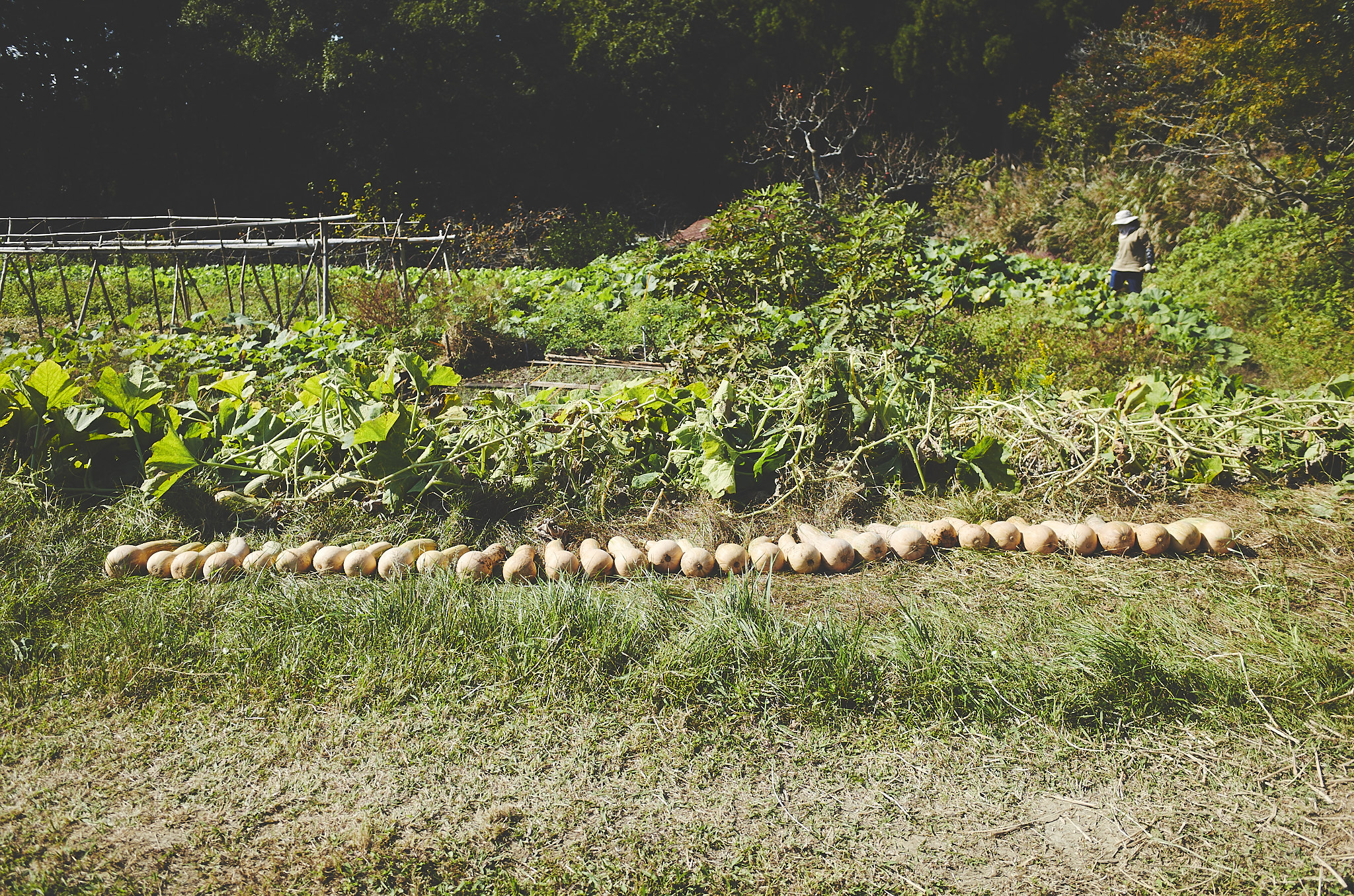 福津農園 Day198 玉ねぎの草取り、稲架足の片付け、かぼちゃの収穫、稲藁の後始末