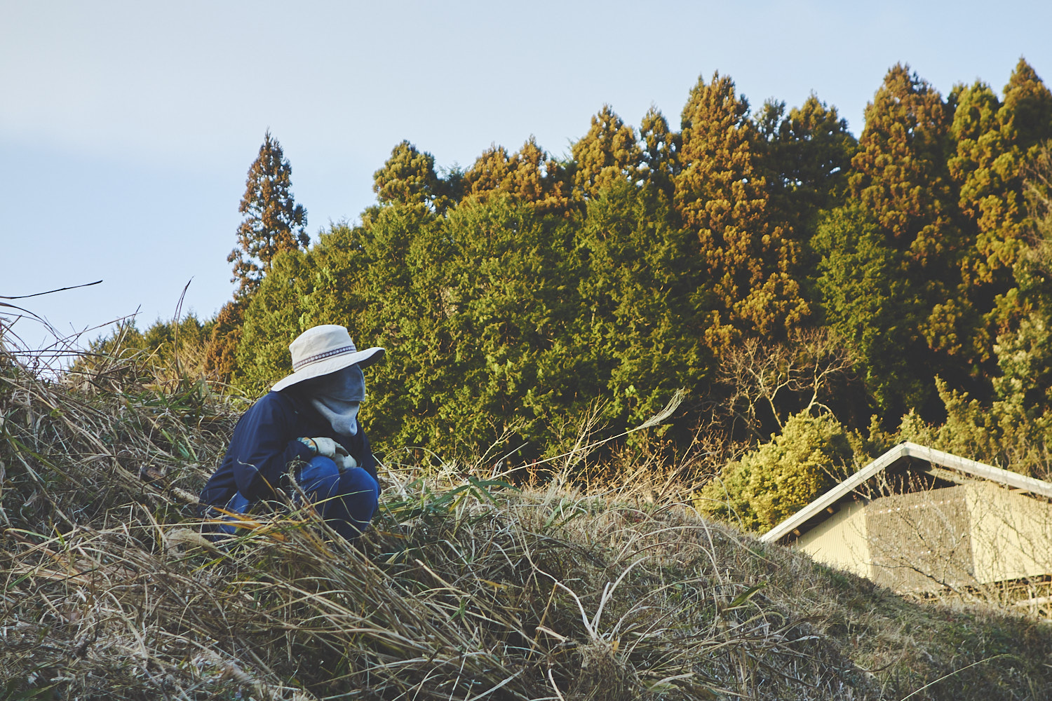 福津農園 Day261 干し芋作り、電柵を設置、草刈り